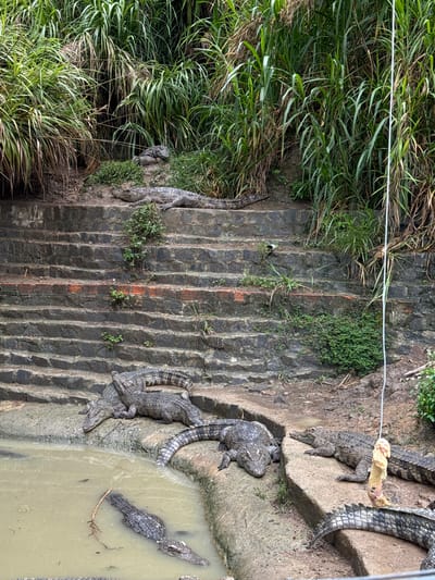 A group of crocodiles are basking on stone steps and the edge of a muddy pool. The steps are made of rough-hewn stones and some have plants growing between them. The crocodiles are of various sizes, with some partially submerged in the murky water. In the background, lush green vegetation grows densely, creating a naturalistic habitat. A rope with what appears to be food hanging from it is visible on the right side of the image, suggesting the crocodiles are in captivity, possibly at a zoo or sanctuary in Định An, Vietnam.