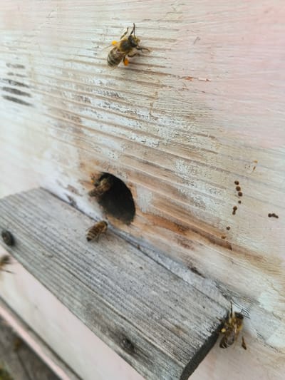 The image shows a close-up view of a wooden beehive entrance. Several bees are visible. One bee is in the upper left, appearing to land on the hive wall, carrying pollen. Another bee is walking away from a dark, circular entrance hole in the center of the image. Two more bees are near the bottom right corner of the image, with one facing away from the entrance and another appearing to be entering. The hive wall is made of rough, weathered wood with visible grain and some peeling paint. Small, dark specks, possibly propolis or droppings, are scattered on the wood surface. The foreground shows a sloped wooden landing board extending from the hive. The scene is outdoors. There is no information to determine the location in the city of Kamenno-Angarsk, Russia.