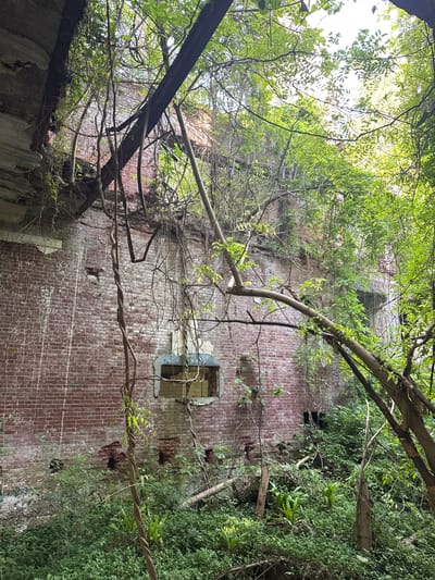 A low-angle shot depicts a tall, weathered brick wall, partially obscured by overgrown foliage, possibly in the city of Tsanbaikwara, Abkhazia. The wall features one visible window with metal bars and several damaged or missing sections. A variety of trees and vines, some thick and twisted, cover portions of the wall and create a dense canopy overhead. The overall impression is that of an abandoned or neglected structure that is being reclaimed by nature.