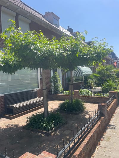 The image depicts an outdoor scene in Venlo, Netherlands, on a sunny day. The foreground is dominated by a large, leafy tree with a wooden support structure, suggesting it might be a trained or ornamental tree. To the right of the tree, a brick pathway leads alongside a low brick wall topped with a black metal fence.
Behind the fence, a property with a brick facade is visible. Several windows are present, some with white, slatted shutters. A distinctive arched structure with a green and white striped awning is part of the building's exterior, possibly a greenhouse or a covered seating area. Further back, palm trees and other greenery create a tropical ambiance. A wooden bench is positioned on the brick walkway.
The perspective is angled, with the ground occupying a significant portion of the frame. The bright sunlight casts shadows, indicating it is likely midday. The scene appears peaceful and residential, with no people visible. The overall impression is one of a well-maintained urban garden or patio area.