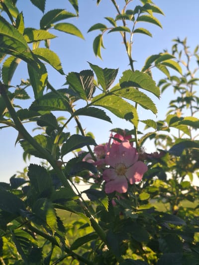 The image shows a close-up view of a wild rose bush with pink flowers and green leaves against a clear blue sky. The rose bush has thorny stems. The lighting suggests it is either early morning or late afternoon, with the sun casting a warm glow on the foliage. The background is slightly blurred, indicating a shallow depth of field. The scene is an outdoor environment, likely a garden or natural area within or near Дубровенскі сельскі Савет, Belarus. There are no people or animals visible in the frame.