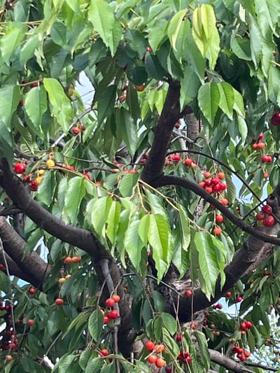 This media file is a close-up shot of a cherry tree laden with ripe and ripening cherries. The subjects are the branches, lush green leaves, and numerous clusters of cherries, primarily red, with some still showing yellow or orange hues as they mature. The scene is one of abundance, with the fruit heavily decorating the tree.
The activity depicted is the natural process of fruit growth and ripening on a tree. There are no people visible in the image. The focus is entirely on the organic elements of the tree.
Notable details include the dense foliage which suggests a warm, likely summer, day. The bright green of the leaves and the vivid colors of the cherries indicate good sunlight. The branches are thick and woody, typical of a mature fruit tree. The setting is clearly outdoors, amidst nature, with hints of a bright sky visible through gaps in the leaves. The overall impression is one of natural beauty and the bounty of a harvest season. There is no visible text in the image.