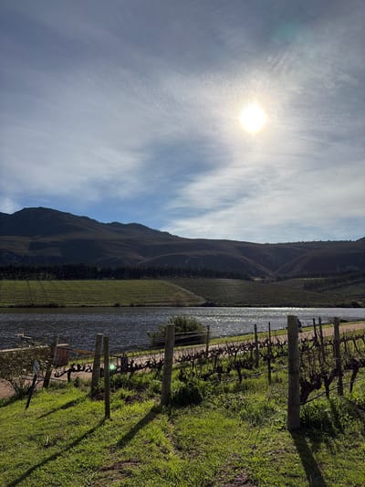 The image depicts a scenic vista with a body of water in the mid-ground, reflecting the sunlight. On the far side of the water, there are terraced vineyards on a hillside, leading up to a dark, mountainous landscape under a sky with scattered clouds. In the foreground, there is a grassy area with rows of dormant grapevines supported by wooden posts. The sun is visible in the upper right portion of the sky, casting long shadows across the grass. The scene appears to be a vineyard or winery in Theewaterskloof Nu, South Africa, likely during the winter or early spring before the grapevines fully leaf out. There are no people or animals visible in the image.