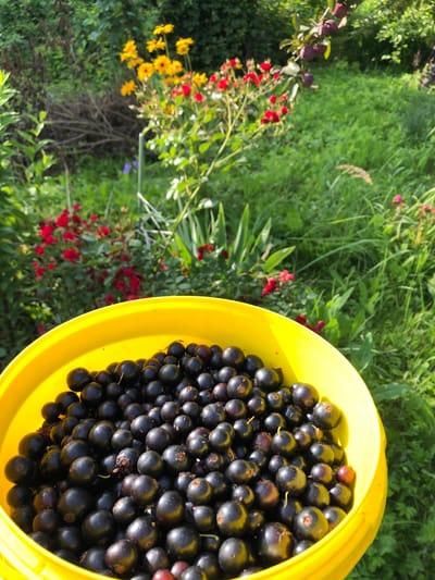 A close-up, eye-level shot shows a bright yellow bucket overflowing with freshly picked blackcurrants. The berries are dark, round, and glossy, with some lighter purple and red hues visible. The bucket is positioned in the foreground, dominating the lower half of the frame. In the background, a lush green garden is visible, bathed in dappled sunlight. A variety of plants with red and yellow flowers are scattered amongst the foliage. The scene is set in the city of Krasnaya Presnya SNT, Russia.