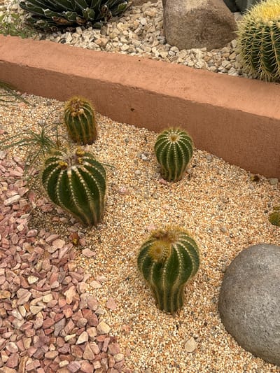 The image depicts a ground-level view of a garden or landscaped area, possibly in Tehuixtla, Mexico. The foreground is dominated by a variety of decorative gravels, transitioning from fine, beige pebbles to larger, reddish-brown stones in the lower right. Four small, cylindrical cacti are positioned amongst the gravel, each exhibiting a ribbed texture and thin, white spines. A grey rock is present towards the upper right corner, contrasting with the gravel. A low, tan-colored border runs along the left edge of the frame. A larger cactus is visible in the upper left. A succulent is visible in the lower left.