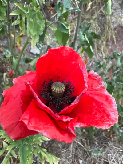 The image shows a close-up of a vibrant red poppy flower. The flower's petals are a deep red, with some delicate pinkish edges and a slightly crinkled texture. The center of the flower features a dark, prominent stamen with a ribbed, green pistil in the middle. The poppy is surrounded by green foliage, which appears slightly out of focus, and the background consists of dry, light-colored ground with some scattered dry grass or debris. The lighting suggests it is daytime, possibly late morning or afternoon, with natural light illuminating the flower. There are no people or visible text in the image. The setting appears to be an outdoor natural environment, consistent with a garden or a wild patch of land in Nasva alevik, Estonia. The overall mood is serene and focused on the natural beauty of the poppy.