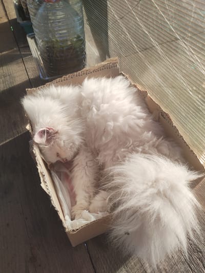 A fluffy white cat is sleeping curled up inside a cardboard box. The box is placed on a rustic wooden surface. To the left of the box, a clear plastic bottle is visible, containing soil and some green plants. The background features a corrugated translucent material, possibly a greenhouse panel, which is casting diagonal shadows across the scene. The sunlight filtering through suggests it is daytime. The cat appears relaxed and comfortable in its makeshift bed. No visible text is present in the image. The location context is Talitsa, Russia.