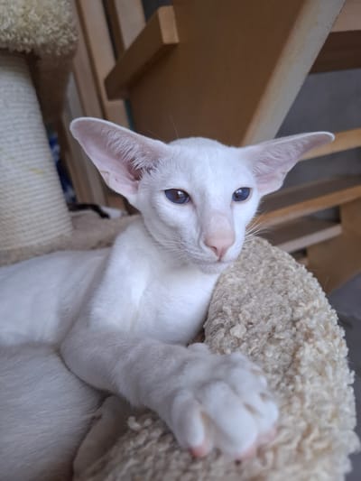 An Oriental Shorthair cat with striking blue eyes and large ears is lying on a beige, plush surface, possibly a cat tree or bed. The cat is entirely white, with a slender build and a pink nose. Its front paws are resting on the surface, and one paw is visible in the foreground. The background consists of blurred wooden furniture and a portion of a scratching post. The image was taken indoors.