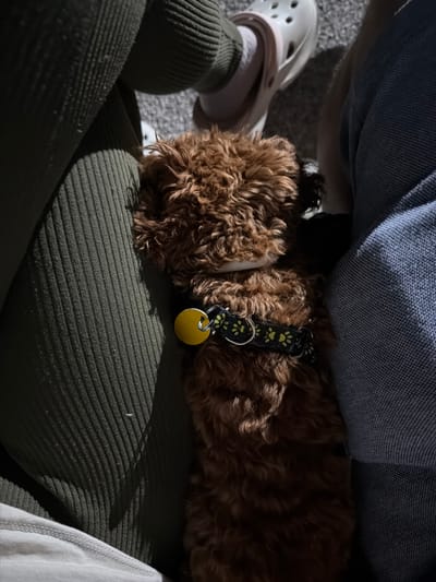 In Ribnik, Bulgaria, a small, fluffy brown dog with a black collar adorned with paw prints and a yellow tag is resting between two people. One person is wearing dark green ribbed pants and a white sock, with a light-colored Croc shoe visible. The other person is wearing blue jeans. The scene is captured from a high-angle perspective, focusing on the dog and the people's legs. The environment appears to be indoors or outdoors on a textured surface.