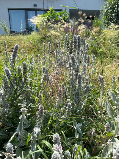 The image depicts a sunlit garden scene in Bašť, Czechia, featuring a dense cluster of Lamb's Ear plants (Stachys byzantina) in the foreground. These plants are characterized by their fuzzy, silvery-grey leaves and upright flower spikes topped with small, purple blossoms. Interspersed among the Lamb's Ear are various grasses, some with feathery plumes and others with slender, brown seed heads. In the background, a modern building with large glass windows is visible, situated on a gently sloping lawn. A trellised structure extends upwards from the building. The overall impression is one of a well-maintained, naturalistic garden bathed in bright daylight. There are no people or animals clearly visible in the frame.