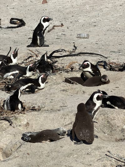 This image captures a vibrant scene of an African penguin colony, likely situated in Simon's Town, South Africa, given the provided context. The setting appears to be a sandy, rocky, or concrete surface, characteristic of a coastal nesting ground, bathed in bright daylight which casts strong, clear shadows.

Numerous African penguins are visible throughout the frame, including both adult birds with their distinctive black and white plumage and several young chicks. The adults are engaged in typical colony behaviors; some stand upright, others appear to be resting or interacting. One adult penguin is notably lying down on the ground. Several adults have their beaks open, which could indicate vocalization, begging, or interaction with chicks.

Multiple penguin chicks are present, distinguishable by their fluffy, darker down. One chick, still mostly covered in soft, dark brown down, is prominently featured. Another chick shows signs of molting, with a mix of downy and emerging adult feathers. These chicks are often seen close to the adult penguins, suggesting ongoing parental care or feeding. The ground is scattered with debris, including dry twigs and plant material, which likely serves as nesting material.

In the upper-left section of the original image (appearing on the "ground" in the provided crops), a small, clear plastic bottle is visible. Partially obscured text on the bottle reads "R PRAS". The original image appears rotated, presenting the penguins on what would naturally be a horizontal ground as if they are on a vertical surface.