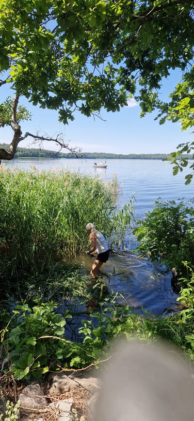 In Sigtuna, Sweden, a person is shown in a body of water, appearing to be clearing reeds or aquatic plants along the shore of a lake. The person, wearing a white tank top and dark shorts, is partially submerged in the water, bent over and working with their hands. The surrounding environment is characterized by lush green vegetation, including tall reeds and leafy bushes, with a calm, blue lake extending into the distance. In the background, a small white boat is visible on the water, with a few figures standing on it. The scene is framed by the branches of a large tree overhead, with green leaves and a clear blue sky above.