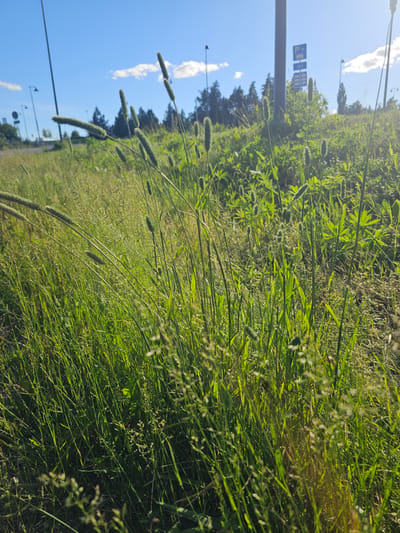 The image depicts a close-up, vertical view of tall green grass and other vegetation, with a bright blue sky and scattered white clouds in the background. The grass appears to be a mix of various types, some with seed heads that are long and cylindrical, others with smaller, feathery plumes. The sun is shining brightly, casting a warm glow on the foliage, suggesting it is daytime, likely late morning or early afternoon. The scene is set outdoors, possibly in a meadow or a grassy verge next to a road or path, given the presence of utility poles and some indistinct signage in the distance.

In the far left of the frame, a signpost with blue square signs is visible. One sign has a white "P" inside a blue square, indicating parking. The other signs are less discernible but appear to be informational. Several streetlights or lampposts are also dotted along the horizon. The overall impression is one of a natural, sunlit environment, possibly during a pleasant weather day in a rural or suburban setting in Mäntsälä, Finland, given the context. There are no people or specific events evident, the focus is solely on the natural elements of the landscape. The lighting and the lush green of the grass convey a sense of vibrancy and natural beauty.