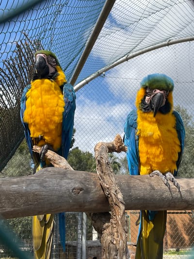 Two blue and gold macaws (Ara ararauna) are perched on a horizontal wooden log within an outdoor aviary located in Sant Llorenç des Cardassar, Spain. The macaw on the left faces partially towards the upper left, its eyes appearing partially closed. The macaw on the right faces directly forward, maintaining an open-eyed gaze. Both birds exhibit vibrant yellow plumage on their chests and undersides, bright blue on their wings and upper backs, and green-blue feathers on their foreheads. Their faces feature white patches with fine black feather lines, and both possess large, dark beaks. Grey, clawed feet are visible gripping the wooden perch. A green mesh enclosure, supported by metal poles, is visible in the background and foreground, containing the birds. Beyond the enclosure, a blue sky with scattered white clouds is present, along with green trees and a distant building or structure on the right. The scene is illuminated by natural daylight.
