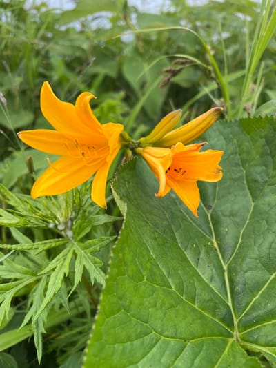 Two vibrant orange daylilies bloom amidst lush green foliage. One flower, in the foreground to the left, is fully open, revealing its delicate petals and stamen. To its right, a second, smaller daylily is also in bloom, its petals slightly curled. Behind the flowers, tall blades of grass and other green plants create a natural, uncultivated backdrop. The overall scene suggests a serene outdoor setting, potentially a garden or a wild meadow in the city of Tikhoe, Russia.