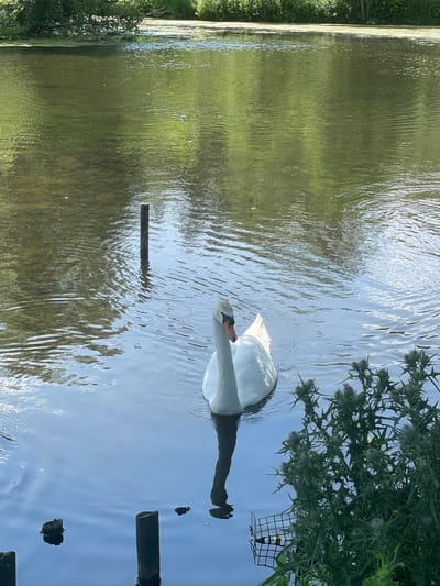 A white swan swims in a body of water, with a thistle plant in the foreground. The water is calm, with reflections of trees and foliage on the surface. Several wooden posts protrude from the water, and a metal bird feeder is partially submerged near the thistle. The background shows a dense line of trees and green vegetation. The scene is outdoors, likely in a natural setting or park.