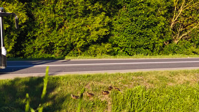 A paved road with white lane markings runs horizontally across the middle of the image, bordered by lush green grass on both sides. In the foreground, to the right of center, a group of five ducks are scattered across the grassy area. To the left, the side of a vehicle, appearing to be a truck or bus, is partially visible, casting a shadow across the road. The background is dominated by a dense wall of vibrant green trees, with sunlight filtering through the leaves. The scene appears to be a rural roadside, possibly in the vicinity of Щапово, Russia, given the context.