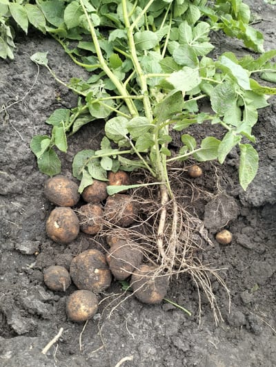 This is a top-down, eye-level photograph of freshly dug potatoes in a garden in Bystryk, Ukraine. A potato plant, with green leaves and visible roots, lies on dark soil. Numerous potatoes, varying in size and covered in soil, are scattered around the plant. Some potatoes are clustered together, while others are isolated. The soil appears damp and clumpy. There are no people or animals visible in the image.