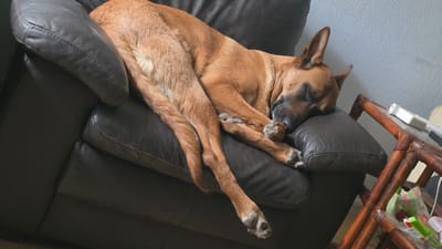 A medium-sized brown dog is sprawled across a black leather chair. The dog is lying on its back, with its legs extended upward and crossed. Its fur is a consistent brown color, with darker shading around the face. The chair is a deep black and appears to be a recliner with cushioned sections. The room has a gray patterned floor and a wooden table partially visible in the background, holding a bag. The scene appears to be indoors. This image does not show any information that would indicate the city of Magny-les-Hameaux, France.