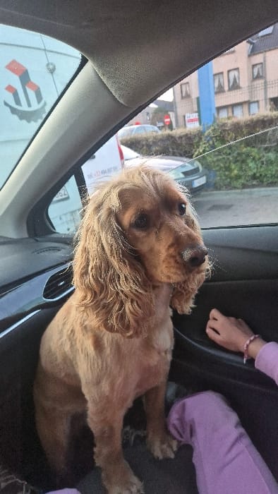 The image depicts the interior of a vehicle, focusing on a light brown Cocker Spaniel dog occupying the front passenger seat. The dog, which has longer wavy fur on its head and ears, and shorter fur on its body, looks towards the right. White specks are visible on its nose. In the lower right of the frame, a human hand with fair skin and a pink and white braided bracelet rests near the vehicle's dark door panel, adjacent to a leg clad in light purple pants.

Through the car windows, an outdoor scene in Wetteren, Belgium, is visible. On the left, a white delivery van belonging to S.D.C. Bvba is seen, displaying a distinctive red and grey geometric logo and the Belgian phone number +32 494 997 957. On the right, multiple-story buildings constructed from reddish-brown brick are visible, partially obscured by a green hedge. A tall, narrow blue structure stands between these buildings, and a red and white circular road sign is partially discernible behind the hedge.