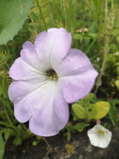 This is a close-up, eye-level shot of a light purple petunia flower in bloom. The flower is the dominant subject, positioned slightly off-center to the left, with its petals unfurling towards the viewer. The center of the flower is darker, showing intricate veining. To the right and slightly below the petunia, a smaller white bindweed flower is visible, its petals also open. The background consists of lush green foliage, with some yellow-green leaves also present, suggesting an outdoor garden setting. The ground beneath the flowers appears to be a rough, dark surface, possibly stone or soil. The lighting is soft, indicating an overcast day or shade. The image does not depict any people or specific urban features that would help pinpoint a location within Доўгаўскі сельскі Савет, Belarus. The scene is purely natural and floral.