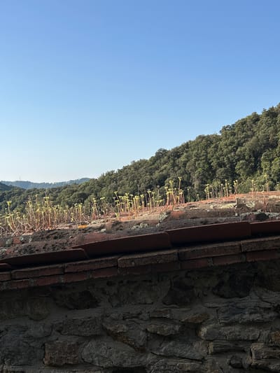 The image depicts a view looking upwards towards a treeline of lush green trees under a clear blue sky. In the foreground, a weathered terracotta tiled roof is visible, with a stone wall below it. Growing out of the roof are numerous thin, upright stalks with small, light green leaves or buds at their tips, suggesting new growth or a type of succulent plant. The overall scene conveys a sense of nature reclaiming or growing on man-made structures, set against a backdrop of rolling hills. The location is identified as Tordera, Spain.