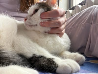 A close-up, indoor shot shows a domestic cat being petted by a person. The cat, predominantly white with grey markings on its head and back, is lying down, its head resting against the person's hand. The person's fingers are gently stroking the cat's cheek, near its whiskers and right eye. The cat's eye is open, and it appears calm. The background includes soft, textured fabric, likely clothing or bedding, in a light purple hue, and a glimpse of a window with natural light filtering in. The setting is likely a home, possibly in Колычёво, Russia, given the context.