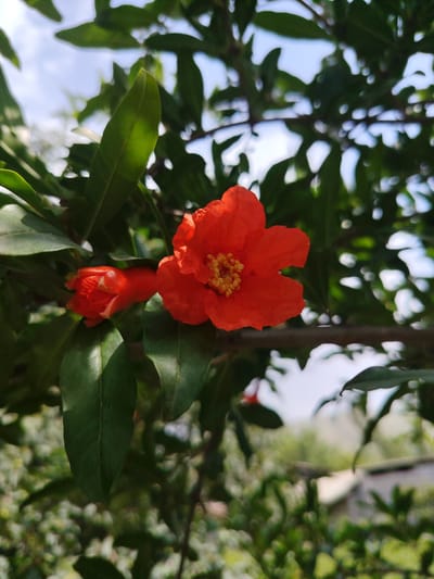 An outdoor, close-up shot focuses on two bright orange pomegranate flowers and surrounding green leaves on a tree branch. The foreground features the vibrant orange blossoms with their yellow stamens clearly visible. One flower is fully open, while the other is a smaller, unopened bud. Lush green leaves, some with sunlight filtering through them, frame the flowers. The background is blurred, showing more foliage, a hint of a building with a white roof, and a bright sky with soft clouds. The scene evokes a sense of nature's beauty and the blooming of fruit trees in a natural setting. The location is identified as Sarikishti Poyon, Tajikistan.
