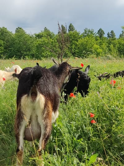 In a field with green grass and scattered red poppies, several goats are grazing. The foreground is dominated by the rear view of a dark brown and white goat with a visible udder. To its left, a white goat is partially visible, also grazing. In the mid-ground, a black goat with horns is feeding, and further back, another dark-colored goat is visible. The background consists of a line of lush green trees under a partly cloudy sky. This scene is located in Mar'yanivka, Ukraine.