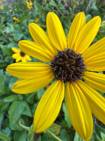 The image is a close-up, top-down view of a vibrant yellow sunflower with a dark brown center. The sunflower's large, elongated petals are brightly colored and show subtle ribbed textures. The central disk is composed of numerous small, dark florets, some with hints of yellow pollen. In the background, out of focus, are green foliage and smaller yellow flowers, suggesting a garden or natural setting. The lighting appears to be natural daylight, possibly late morning or early afternoon, casting a warm glow on the flower. There are no people or text visible in the image. The overall impression is one of natural beauty and the intricate detail of a blooming flower. The location context is Givat Shmuel, Israel.