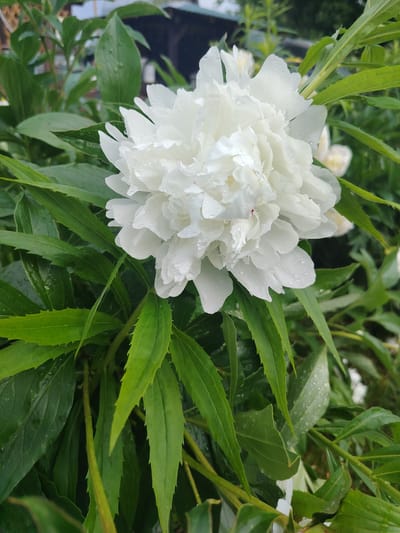 A close-up shot focuses on a large, white peony flower blooming amidst lush green foliage. The flower, characterized by its numerous ruffled petals, is speckled with water droplets, suggesting recent rainfall. The surrounding leaves are vibrant green, some with serrated edges, and also show a scattering of water. In the blurred background, hints of other white flowers and dark, indistinct shapes suggest a garden setting. The scene appears to be an outdoor garden in Novaya Prismara, Russia.
