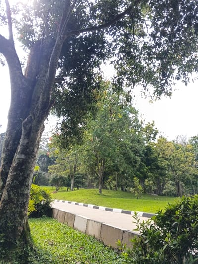 The image displays an outdoor, landscaped environment identified as Bangalum Bridge, Papua New Guinea, under bright daylight conditions with significant backlighting originating from the upper left, causing a lens flare. No human or animal subjects are visible.
In the left foreground, a large tree with multiple thick trunks covered in light-colored, textured bark rises prominently, its dense green foliage extending across the upper left and central frame. The ground in the foreground and midground is covered in lush green grass, exhibiting slight topographical variations with gentle slopes and small mounds. A light-colored paved pathway or narrow road extends through the lower-midground from left to right. This pathway features a concrete curb or edge constructed from stacked, rectangular, gray blocks. The top edge of the pathway is marked with a continuous pattern of alternating black and white rectangular segments. A dense green shrub occupies the lower right foreground. The midground and background are filled with numerous trees of varying heights and foliage densities, predominantly green, contributing to a wooded or park-like appearance.