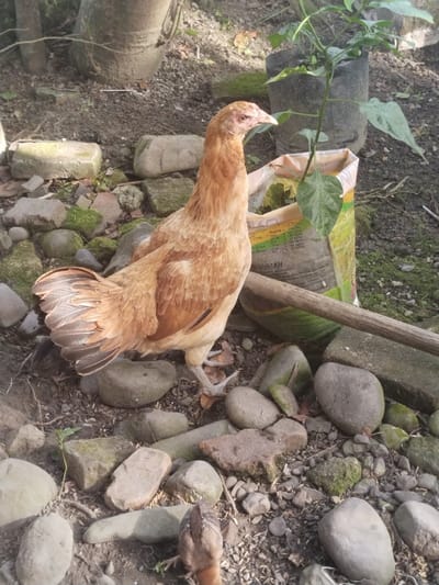 The image depicts an outdoor scene in Jambo Dalam, Indonesia, featuring a light brown domestic chicken (Gallus gallus domesticus) standing on rocky, uneven ground. The chicken is positioned in the mid-left, facing right, displaying varied brown and reddish-brown plumage with lighter edges on its fanned tail feathers. A smaller, dark brown chick is partially visible in the lower foreground, beneath the adult chicken's tail, with its back facing the viewer.
The ground consists of dark brown soil interspersed with numerous irregularly shaped stones and rocks of varying sizes, some covered in green moss. In the mid-ground, to the right of the adult chicken, a partially open, white and green woven bag, likely a fertilizer bag (with visible text including "Pupuk UREA"), is present, containing soil and a small green plant. Behind this bag, another green plant grows from a black polybag. A straight, light brown wooden stick lies horizontally on the ground, extending from the left towards the white and green bag. In the background on the left, two large, rough tree trunks are visible. The scene is illuminated by natural light, casting subtle shadows.