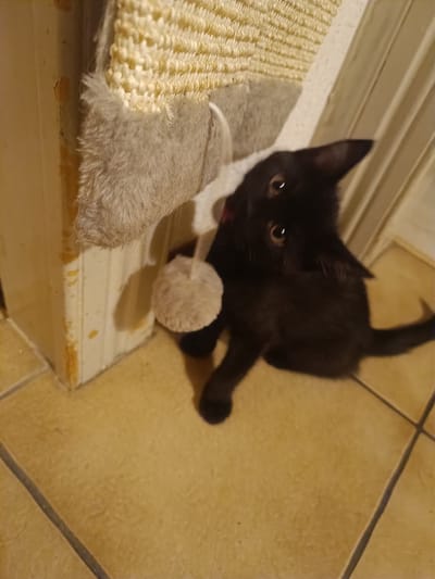 A black kitten is on a tiled floor next to a cat scratching post. The kitten is looking at the camera with its head tilted. The scratching post is made of sisal rope and has a fuzzy gray fabric. There is a small, round toy hanging from the scratching post. The background is a wall and a doorway. The scene appears to be indoors.