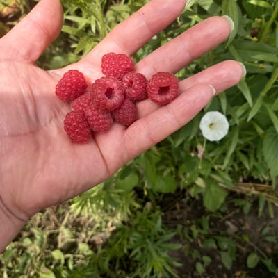 A close-up shot shows a person's left hand holding a cluster of freshly picked raspberries in the open palm and against the fingers. The raspberries are bright red and appear ripe, with visible drupelets. The hand has fair skin with visible veins and fingernails painted a light color. In the background, lush green foliage is out of focus, with a small white flower visible to the right of the hand. The scene is likely outdoors in a garden setting. The exact location within Cepeleuți, Moldova, cannot be determined from the visual information alone.