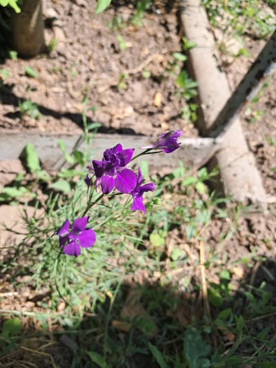 A close-up, slightly low-angle, outdoor shot features delicate purple flowers with fine green foliage in the foreground. The flowers are clustered on thin stems, with some blooms open and others in bud. The background consists of dry, brown earth with scattered green weeds and some out-of-focus concrete or stone structures. Sunlight casts shadows across the scene. The image is likely taken in Chobruchi, Moldova, a region known for its agricultural landscapes and vegetation. There are no people or animals visible in the image.