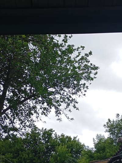 The image shows a view from under a dark overhang, looking up at a large tree with dense green foliage against a cloudy sky. Below the main tree, more green trees form a dense canopy. The scene appears to be outdoors, possibly in a backyard or park, with a hint of roofing structure visible in the foreground. There are no people or animals explicitly visible in the image. The location is identified as Krasnoarmeysk, Russia.