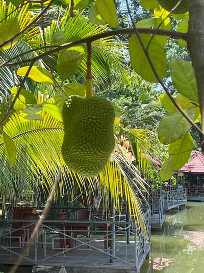 A young jackfruit hangs from a branch, surrounded by bright green leaves and palm fronds. In the background, a serene body of green water reflects the lush tropical foliage and a traditional Vietnamese stilted restaurant. Wooden tables and chairs are visible on the restaurant's decks, which are raised over the water. The scene is bathed in bright sunlight, creating a vibrant and peaceful atmosphere. The specific location is in Suối Tân, Vietnam.