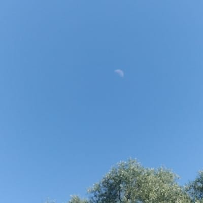 The image shows a clear blue sky with a crescent moon visible in the upper portion. The bottom of the image features the tops of green trees. There are no people or specific landmarks identifiable that would indicate a location within Sheptytskyi, Ukraine. The scene is a natural outdoor environment.