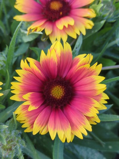 The image shows two blooming flowers with bright yellow and pink petals. The foreground flower is larger and more detailed, with a dark red center and radiating yellow and pink petals. The background flower is slightly out of focus and appears to be the same species. The flowers are surrounded by green foliage. The specific location in Великово, Russia, is not discernible from the image itself. The scene is an outdoor close-up of flowers, suggesting a garden or natural setting. There are no people or animals visible in the image. The lighting appears to be natural daylight.