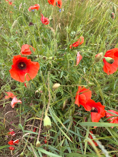 A close-up, slightly blurred, eye-level, outdoor photograph captures a field of red poppies interspersed with green grass and stalks. Several poppy flowers are in bloom, showcasing their vibrant red petals and dark centers. Some poppy buds, both open and closed, are visible, along with seed pods. The environment appears natural, with no man-made structures or human presence indicated. The lighting is overcast, creating a diffused illumination across the scene. The photograph is taken in Gudeliai, Lithuania.