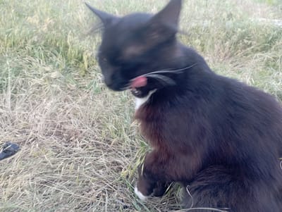 Inhulo-Kamianka, Ukraine. A black and white cat is captured in motion in a field of dry grass. The cat's face is blurred due to movement, but its pink tongue is visible sticking out. A white feather is also visible near the cat's head. The background is a soft blur of green and tan grass. A small dark object, possibly a piece of debris, is in the lower left corner of the frame.
