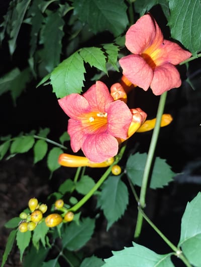 The image is a close-up, dimly lit photograph of Trumpet Vine flowers and buds. The flowers are a vibrant coral-pink with yellow throats, their trumpet-like petals unfurled. Several unopened buds are visible, appearing as small, rounded yellow orbs. Lush green leaves, some with serrated edges, surround the blossoms and buds. The background is dark and out of focus, suggesting the photograph was taken at night or in a shaded area. There is no indication of people, actions, or interactions. The scene is a natural, botanical setting.