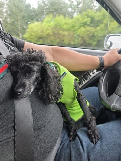 A small black poodle wearing a bright green jacket is sleeping on the lap of a person driving a car. The person's arm is on the steering wheel, and the dog's head is resting on their chest. The car is in motion, as indicated by the blurred trees and sky visible through the window. The environment appears to be rural, possibly a road in the Голацкі сельскі Савет, Belarus, given the dense green foliage. The scene conveys a sense of calm and companionship between the driver and their pet.