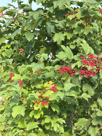 A dense, leafy bush with clusters of bright red berries is shown against a pale blue sky. The image focuses on the natural growth of the plant, with sunlight filtering through the leaves, creating dappled light and shadow. The location is identified as Oreshniki, Russia. No people or animals are visible.