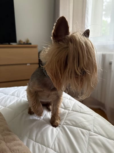 The image shows a Yorkshire Terrier sitting on a white quilted surface. The dog's fur covers its face. In the background, a wooden dresser with drawers and a television are visible, along with a window with sheer curtains. The scene appears to be indoors, possibly a bedroom, in Biržai, Lithuania.
