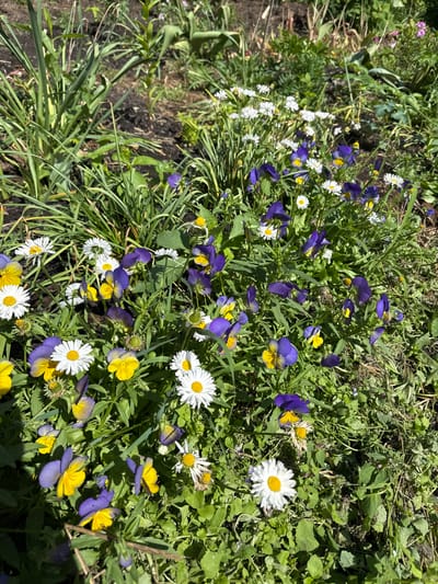 This image depicts a close-up view of a flowerbed containing a variety of colorful flowers, primarily pansies and daisies, interspersed with lush green foliage. The pansies exhibit vibrant purple and yellow petals, while the daisies feature delicate white petals surrounding a yellow center. The flowers are densely packed, creating a visually rich tapestry of natural beauty. The background consists of dark soil and more greenery, suggesting a garden setting. There are no people or animals visible in the frame. The lighting suggests it is daytime with sunlight casting shadows on the plants. The scene is located in the city of Татищев Погост, Russia.