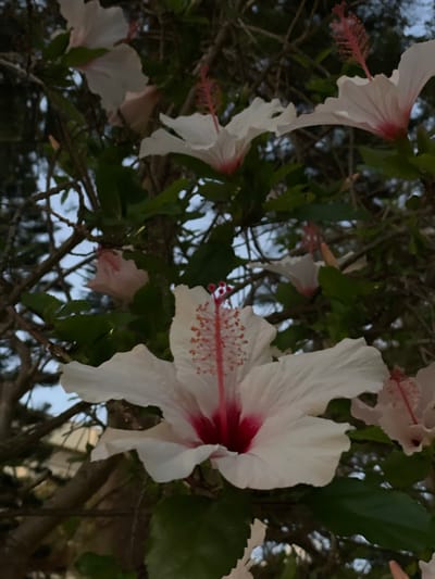 The image shows a close-up of several white hibiscus flowers with red centers, set against a backdrop of green leaves and branches. The flowers are in various stages of bloom, with some fully open and others partially closed. The lighting suggests it might be early morning or late evening. The sky is visible in the background and appears to be a pale blue, possibly with some clouds. There are no people or animals in the image. The location is not explicitly shown or indicated in the image.