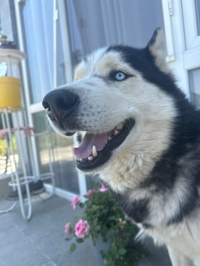 A close-up, eye-level, outdoor shot shows a Siberian Husky with striking blue eyes and black and white fur. The dog is panting, with its mouth open and tongue visible. The background includes a white door frame, a window, and a potted plant with pink flowers. In the blurred distance, a yellow object and a white chair are visible. The scene appears to be on a patio or balcony, likely in a residential area. The location is specified as Brestovets, Bulgaria.