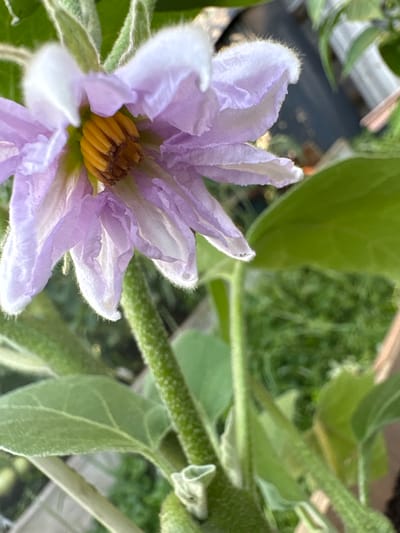 The image is a close-up, eye-level, outdoor shot of a delicate purple flower with yellow stamens. The flower's petals are a soft lilac color with lighter white edges, and they are fringed with fine white hairs, giving them a fuzzy appearance. The center of the flower reveals a cluster of bright yellow stamens. The flower is attached to a thick, fuzzy green stem, which is also covered in fine hairs. In the background, out-of-focus green leaves and stems are visible, suggesting a garden or natural setting. The lighting appears to be natural daylight, possibly late morning or afternoon, given the soft illumination. There is no visible text in the image. The overall impression is one of natural beauty and growth. The location is identified as Ćwiklice, Poland.
